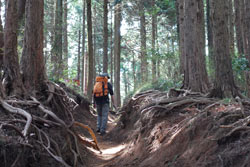 写真：杉並木のゆるやかな登り